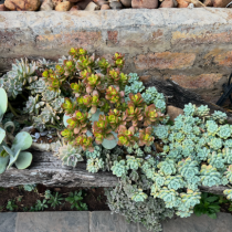 Succulent garden bed with pale green, blue, and pink rosette succulents growing around driftwood in front of a rustic stone wall.