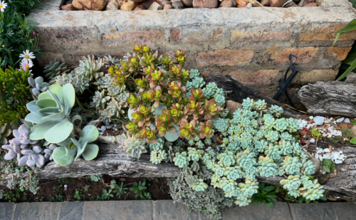 Succulent garden bed with pale green, blue, and pink rosette succulents growing around driftwood in front of a rustic stone wall.